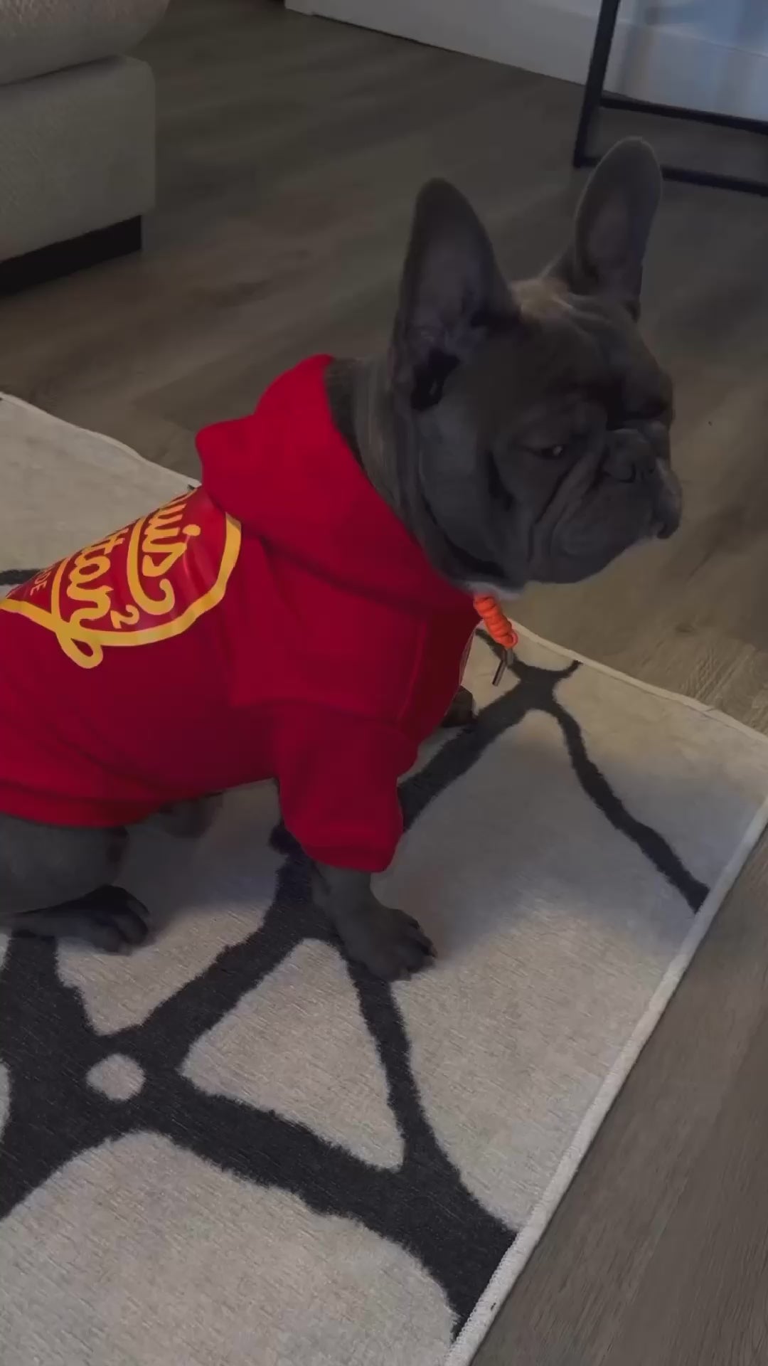 Load video: SEVEN THE FRENCHIE WEARING OUR HOODIE