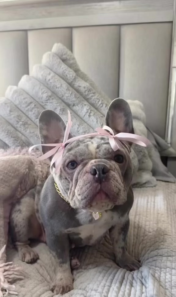 Load video: SEVEN THE FRENCHIE WEARING OUR HOODIE
